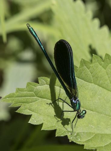Réf. 190 676 : Calopteryx virgo